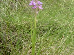 Disa stricta leaves